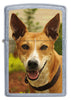 Front View of Pariah Dog Lighter